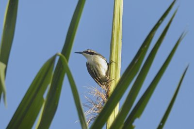 Stripe-headed Rhabdornis