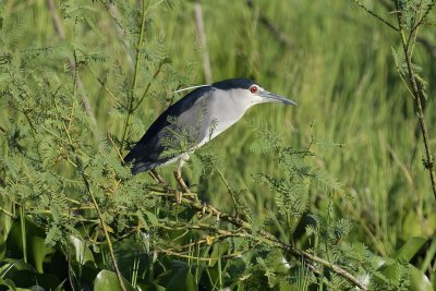 Black-crowned Night-Heron