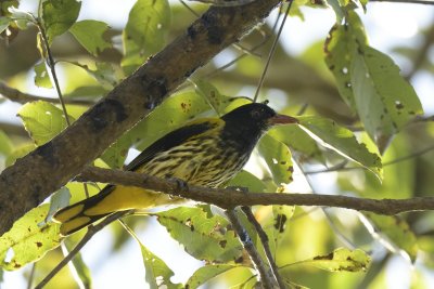 Dark-throated Oriole