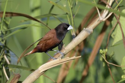 Chestnut Munia