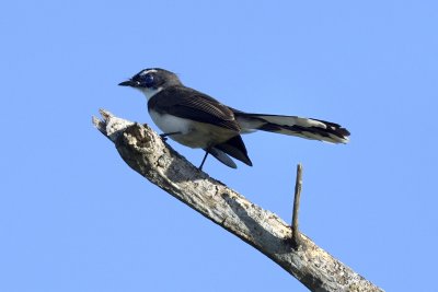 Philippine Pied Fantail