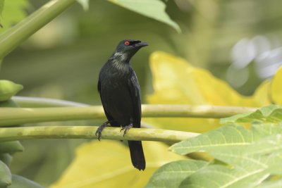 Asian Glossy Starling