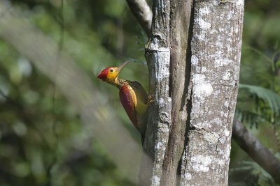 Yellow-faced Flameback