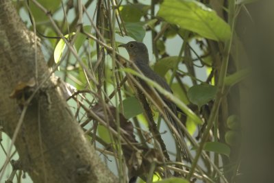 Rusty-breasted Cuckoo