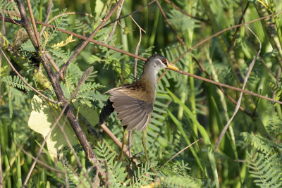 White-browed Crake