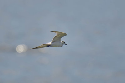 Whiskered Tern