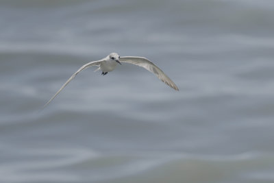 Little Tern