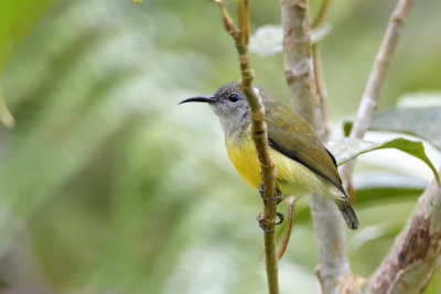 Maroon-naped Sunbird - female