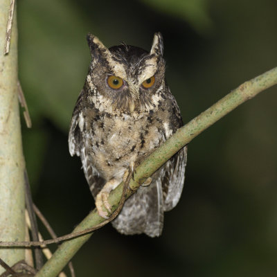 Palawan Scops-Owl