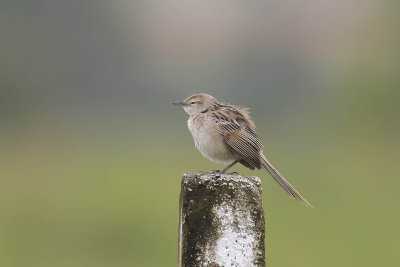 Striated Grassbird