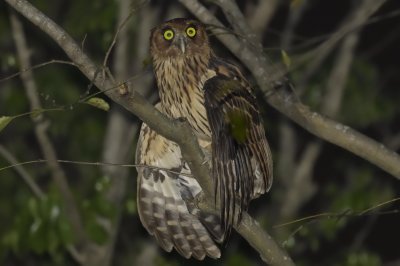 Philippine Eagle-Owl