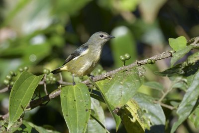 Fire-breasted Flowerpecker - juvenile