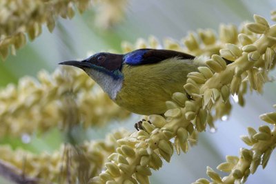 Grey-throated Sunbird