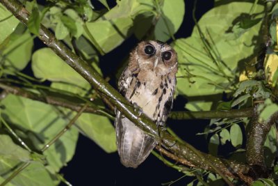 Giant Scops Owl