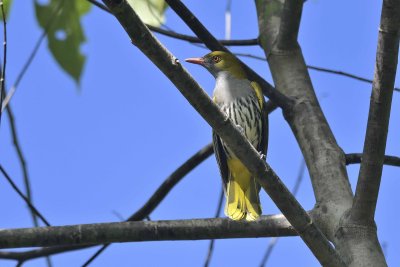 Philippine Oriole