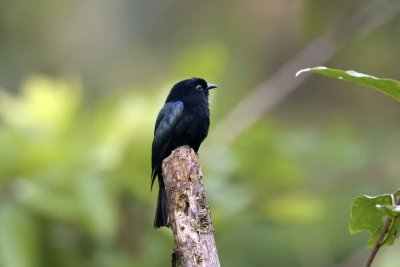 Philippine Drongo-Cuckoo