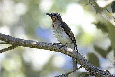 Philippine Bulbul