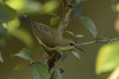 Olive-backed Sunbird - female