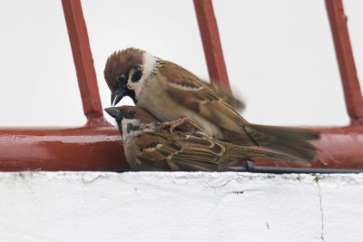 Eurasian Tree Sparrow