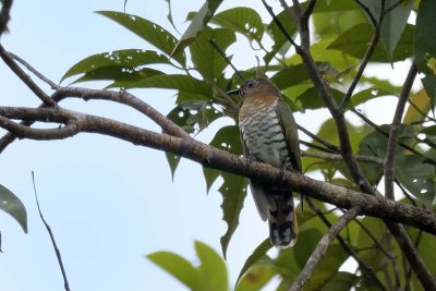 Violet Cuckoo - female