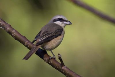 Brown Shrike