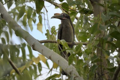 Tarictic Hornbill - female