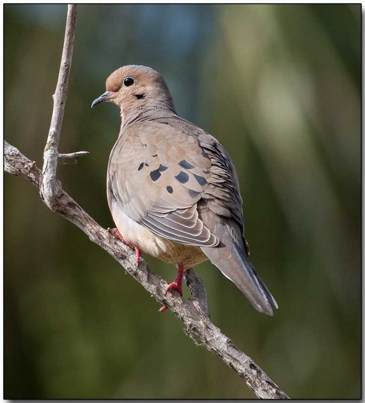 Mourning Dove