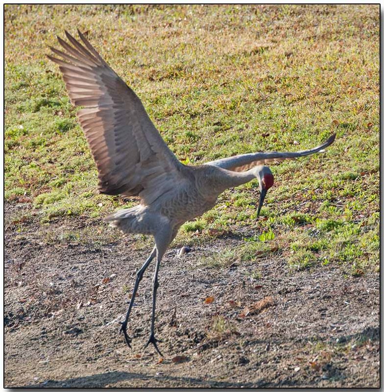 Sandhill Crane