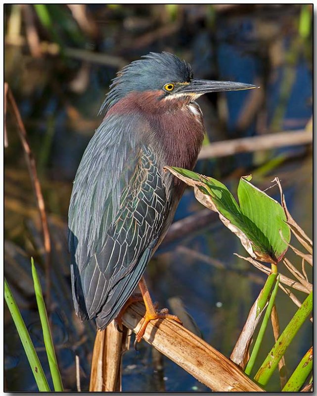 Green Heron