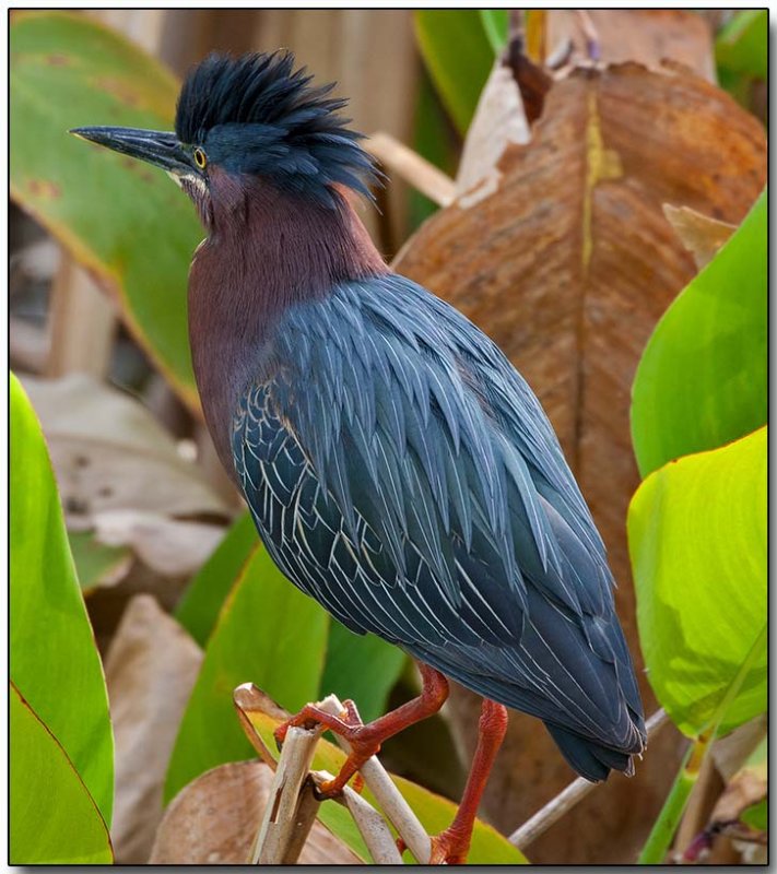 Green Heron