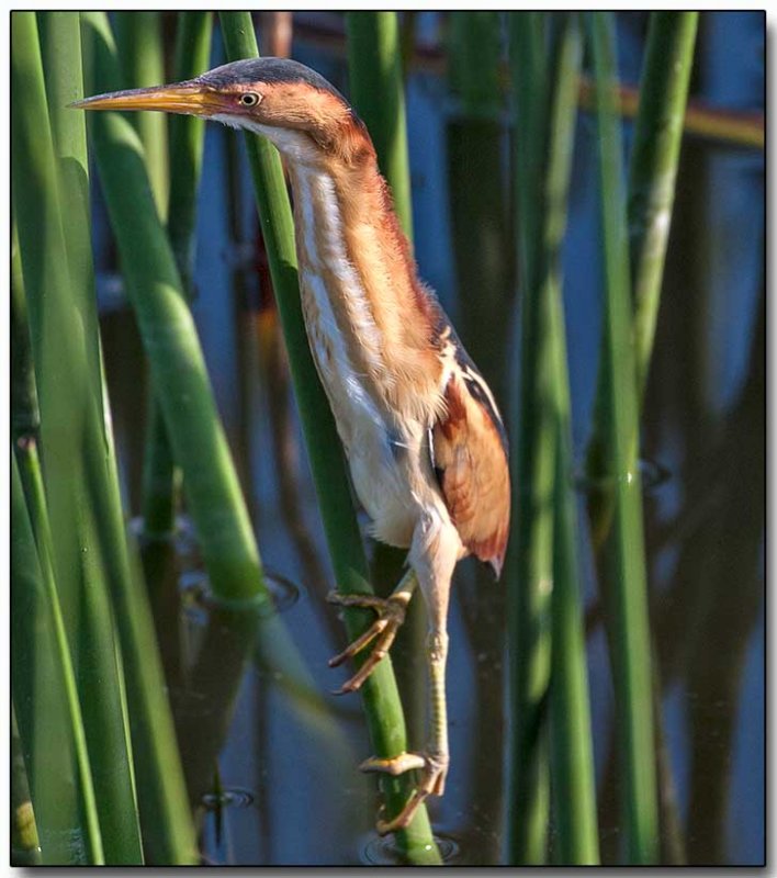 Least Bittern