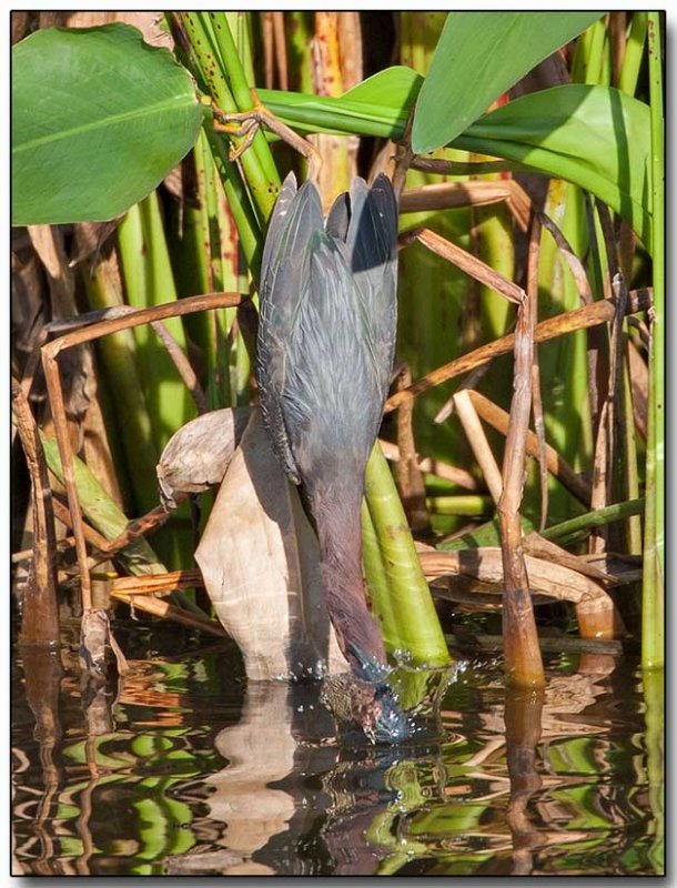 Green Heron dunking for lunch