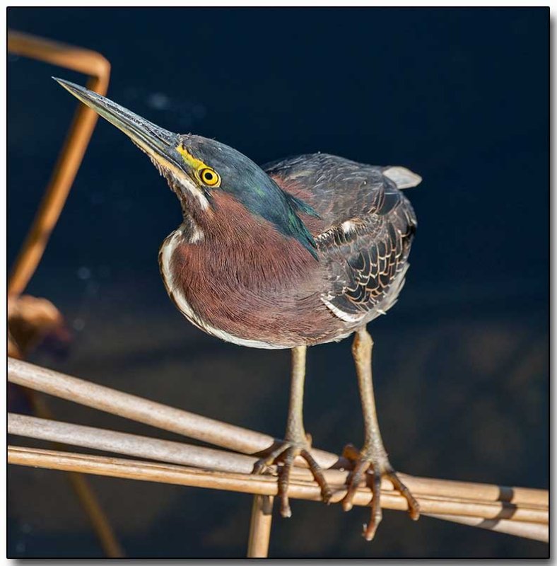Green Heron