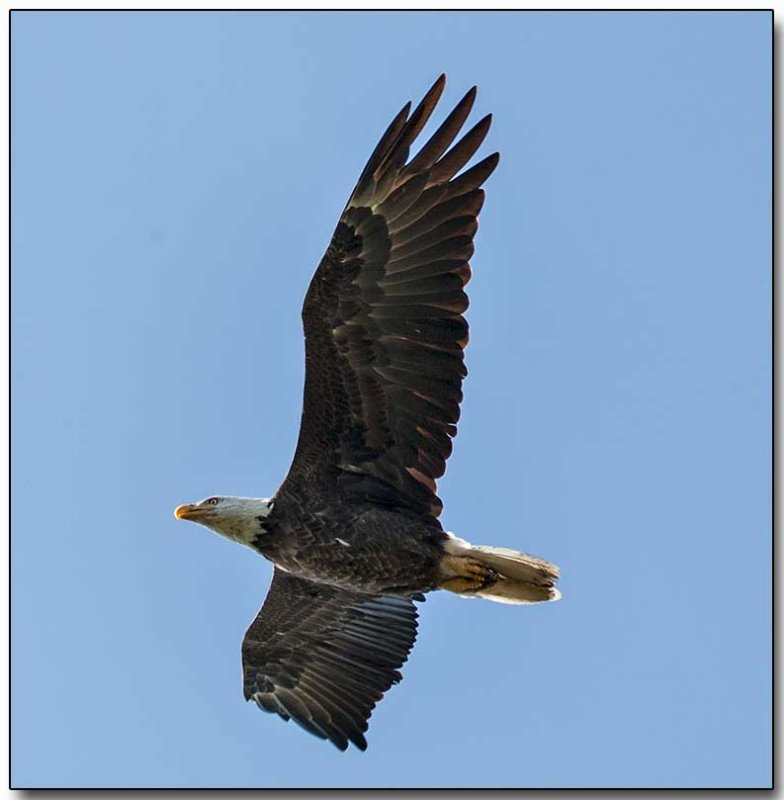 Bald Eagle