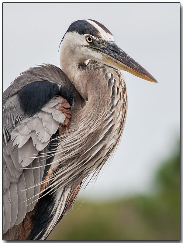 Great Blue Heron