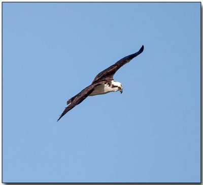 Osprey