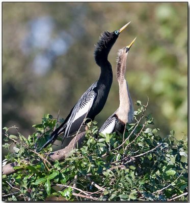 Anhinga - male (left) & female