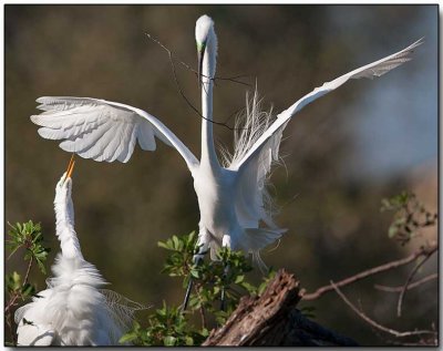 Great Egret - nest building