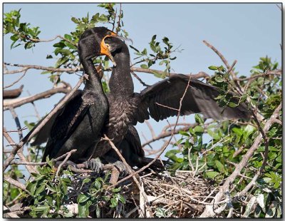 Double-crested Cormorant - feeding a fledgling
