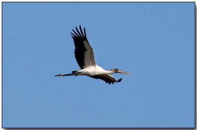 Wood Stork