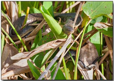 Banded Water Snake - male and female