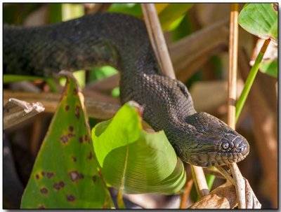 Banded Water Snake