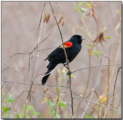 Red-winged Blackbird