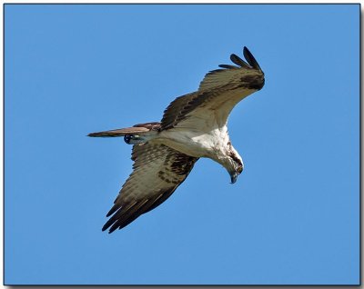 Osprey