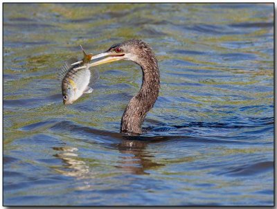 Anhinga - with a fish