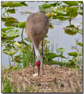 Sandhill Crane - nesting