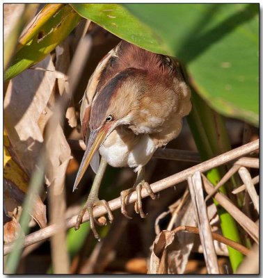 Least Bittern