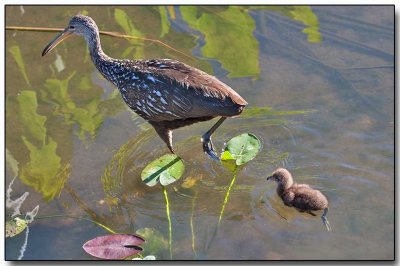 Limpkin with her chick