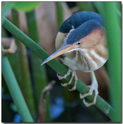 Least Bittern