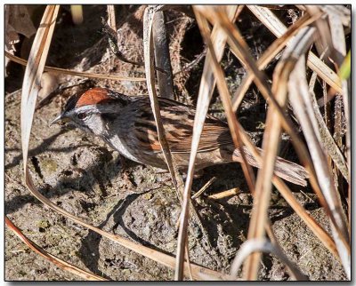 Swamp Sparrow